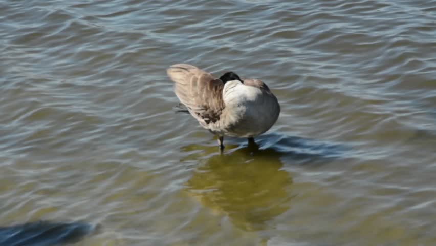 A Canadian goose preening itself in the lake
