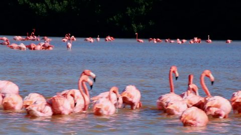 Flamingoes at Celestun Biosphere Reserve, Yucatan, Mexico, April 2018: Group of pink flamingos at the water. 