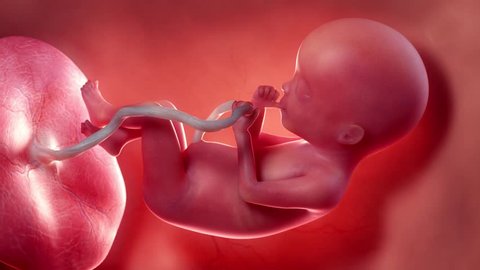 Medically accurate 3d animation of a fetus - week 20