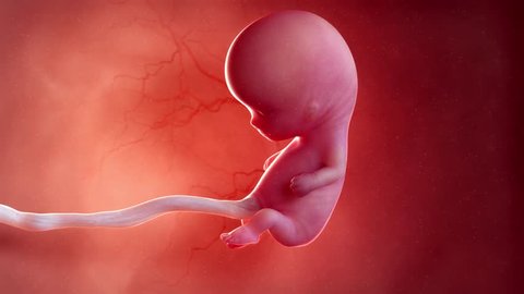 Medically accurate 3d animation of a fetus - week 10