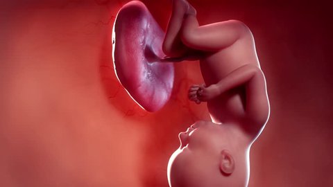 Medically accurate 3d animation of a fetus - week 36