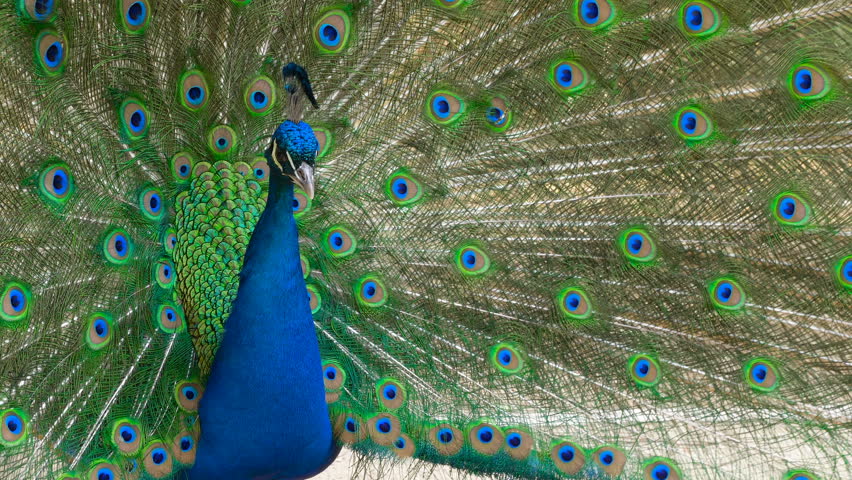 nature, beauty, courtship. Bautiful peacock making love dance