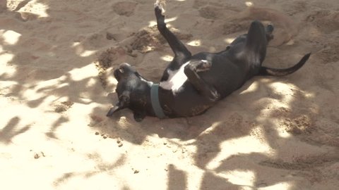Happy Dog Rolls Around In Sand