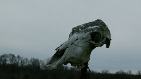 Cow Skull Mounted On Post At Creepy Farm
