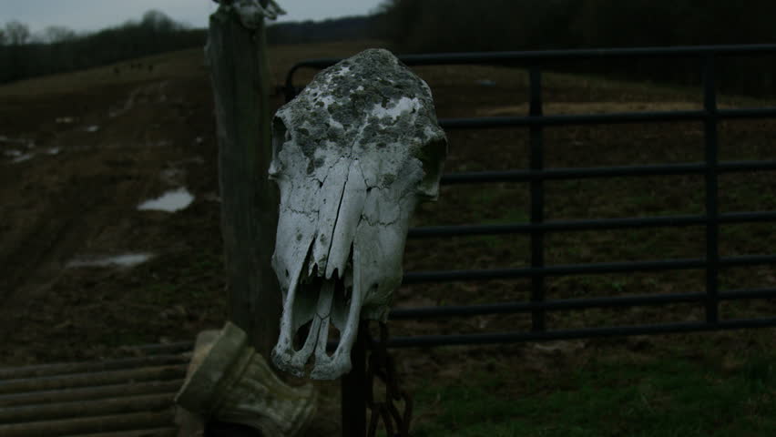 Cow Skull Mounted On Post At Creepy Farm
