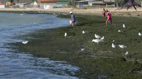 ODESSA, UKRAINE - SEPTEMBER 2017: Ecological problem: large algae emissions on the seashore are an obstacle to recreation.