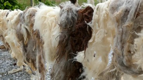 the washed sheep wool is drying up on the sun,