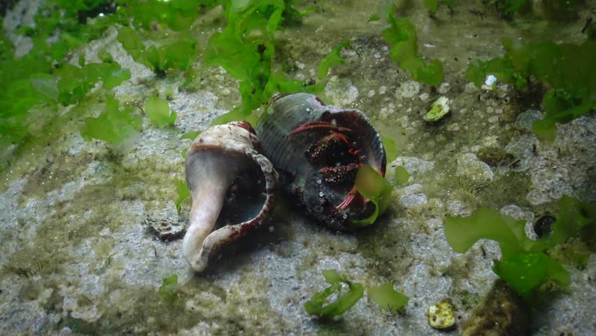 Hermit crab (Clibanarius erythropus) in the shell Rapana venosa and Sphynx blenny 