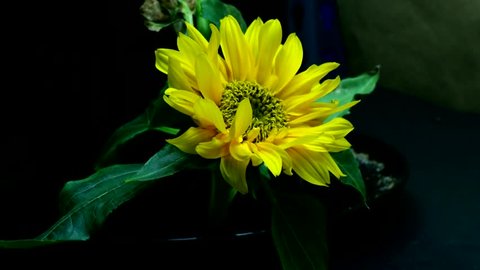Time Lapse of Yellow Sunflower from Seed to Flowering Plant, Falling and Wilting Away