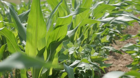 Green leaves of Zea mays corn field 4K video