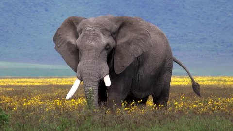 african elephant bull standing in a field of Flowers, Landscape Ngorongoro Crater, Serengeti, Tanzania, Africa, Smooth and stable 4 K footage.