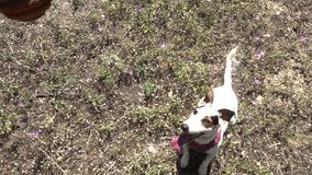Slow motion video of cute Jack Russel dog jumping to catch small ball in the park at springtime