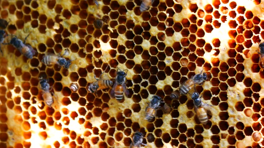 Bees are Building Their Hive Stock Footage Video (100% Royalty-free ...