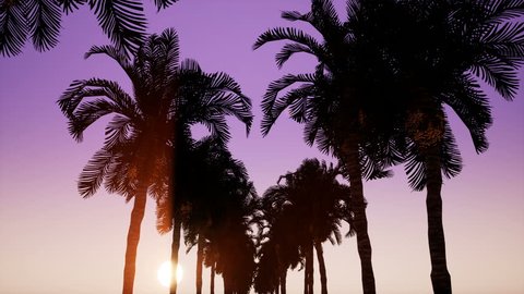 Movement along the alley of palm trees in the background of the dawn