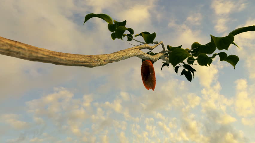 Cocoon and butterfly;broken butterfly cocoons pinned on a stick;butterfly emerges from chrysalis and flies away | Shutterstock HD Video #1011726539