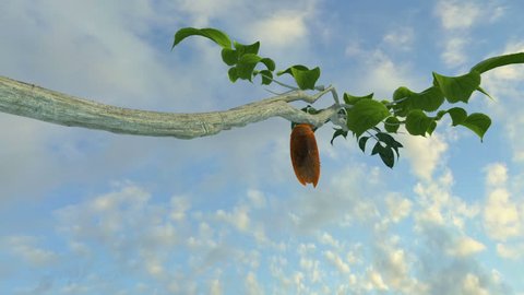Monarch butterfly emerges from the chrysalis animation