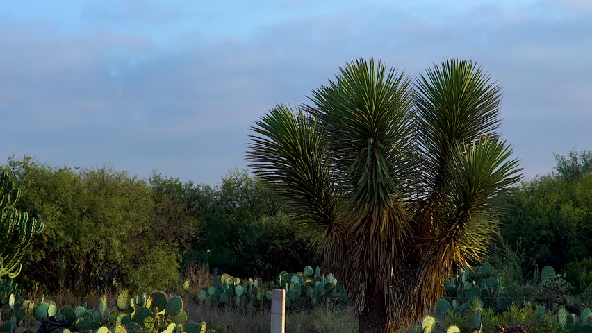 Mexican desert plants in San Luis Potosi state