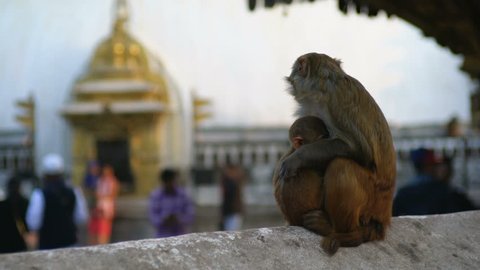 Monkeys on the Swoyambhu Stupa (Monkey temple), Kathmandu, Nepal, Asia.