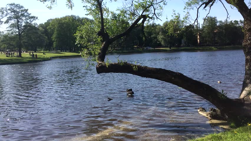 Beautiful pond in Riga. Sunny weekend, holiday. People have a rest.