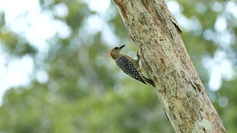 Woodpecker pecking on tree on blurry background