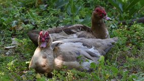 HD Video of two The Muscovy Ducks (Cairina moschata) resting in green foliage. The domestic breed, Cairina moschata domestica, is commonly known in Spanish as the pato criollo.