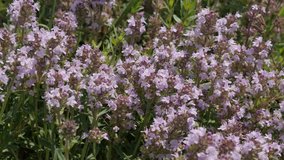 Breckland thyme Thymus serpyllum herbal plant 4K footage