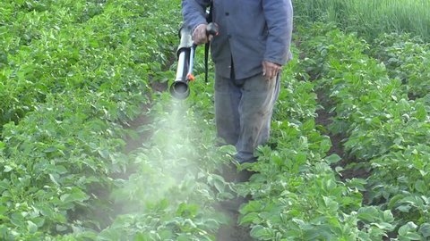 Chemical pesticide modern spray of Solanum tuberosum potato against Leptinotarsa decemlineata potato colorado beetle, especially larva destroys harvesting leaves and stems of the plant