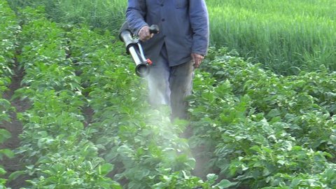 Chemical pesticide modern spray of Solanum tuberosum potato against Leptinotarsa decemlineata potato colorado beetle, the device is using man mist blower spraying