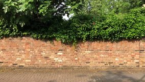 Trees and Garden Wall