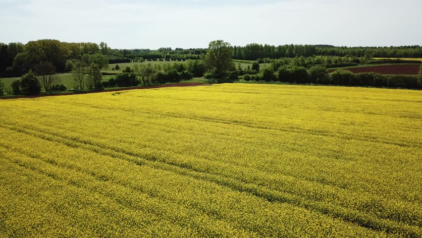 Aerial of yellow rapeseed fields on the Cotswold hills in England