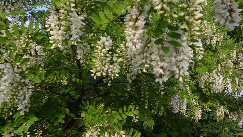 Skofja Loka, the medieval village in Slovenia. Flowering branch of Robinia pseudoacacia, a Buildings & Landmark Video by Ajdin Kamber