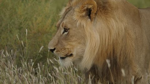 Male Lion close up eating grass at the Kgalagadi Transfrontier National Park in South Africa Botswana