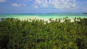 Aerial drone video over coconut tree forest and the deserted tropical Ohoidertawun beach at low tide, with very large area of white sand, Kei Kecil island, Maluku archipelago, Indonesia