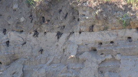 Swift birds entering and coming out of holes in a slope in natural environment. Colony of swallows on steep bank of river