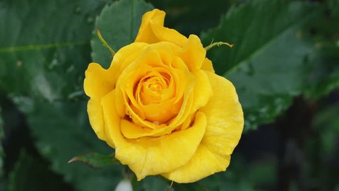 Timelapse Of Yellow Rose Flower の動画素材 ロイヤリティフリー Shutterstock