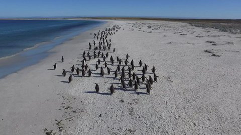 Penguins walking down beach