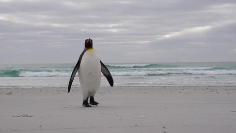 King penguin on beach