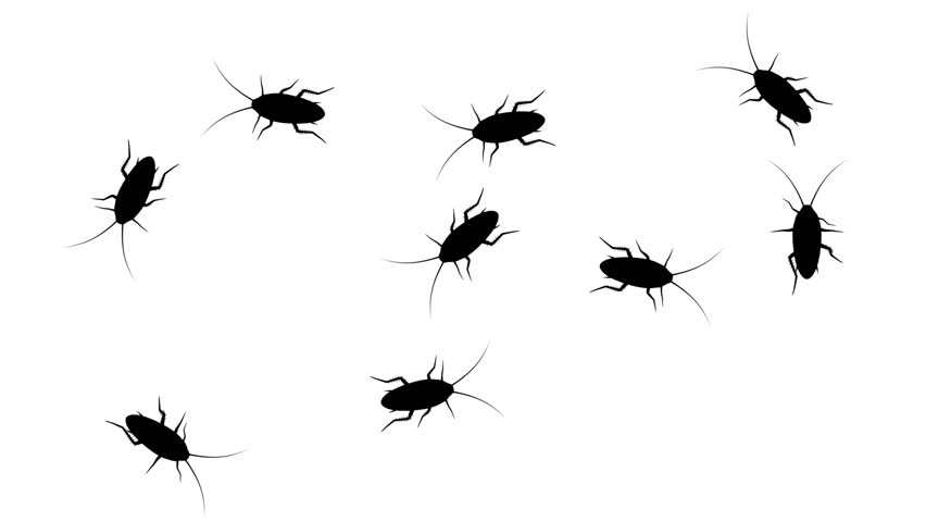 Cockroaches in prohibition sign. Black silhouettes of pests swarm on white background, 3D animation. Royalty-Free Stock Footage #1011772784