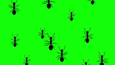 Invasion of hordes of ants. Crowd of creepy insects runs on green chroma key, black silhouettes fill the screen and turn into a black backdrop, 3D animation.