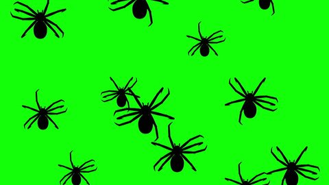 Invasion of hordes of spiders. Crowd of creepy arthropods runs on green chroma key, black silhouettes fill the screen and turn into a black backdrop, 3D animation.