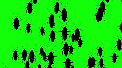 Invasion of hordes of cockroaches. Crowd of creepy insects runs on green chroma key, black silhouettes fill the screen and turn into a black backdrop, 3D animation.
