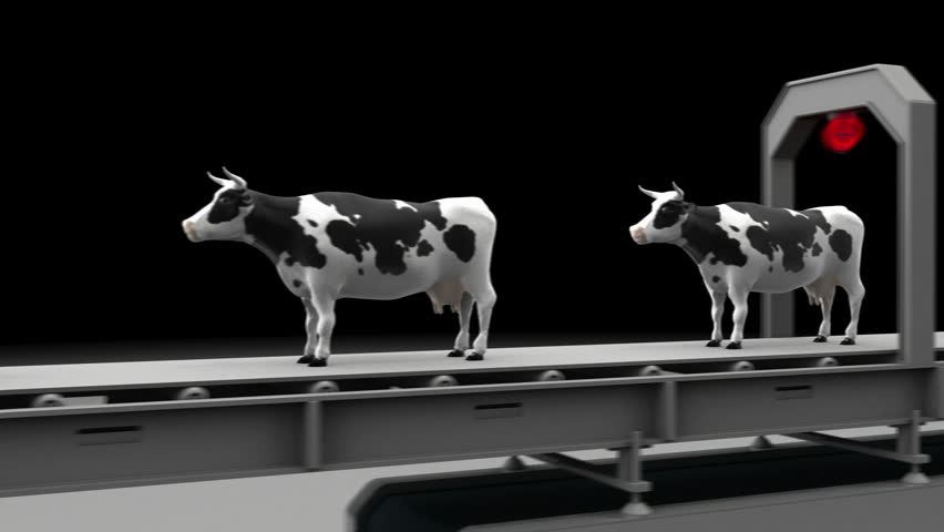 Cows Fall Into A Meat Stock Footage Video 100 Royalty Free 1011773066 Shutterstock