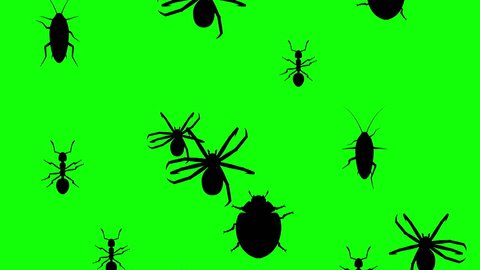 Invasion of hordes of arthropods. Crowd of creepy creatures runs on green chroma key, black silhouettes fill the screen and turn into a black backdrop, 3D animation.