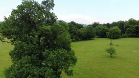 Aerial view of hills, green meadow and oak trees. Oaks forest field. Green forest. Panoramic aerial view of a landscape with cork oaks. Colorful agricultural field. 