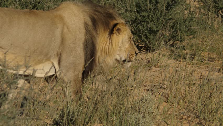 male lion walking alone kgalagadi transfrontier Stock Footage Video ...