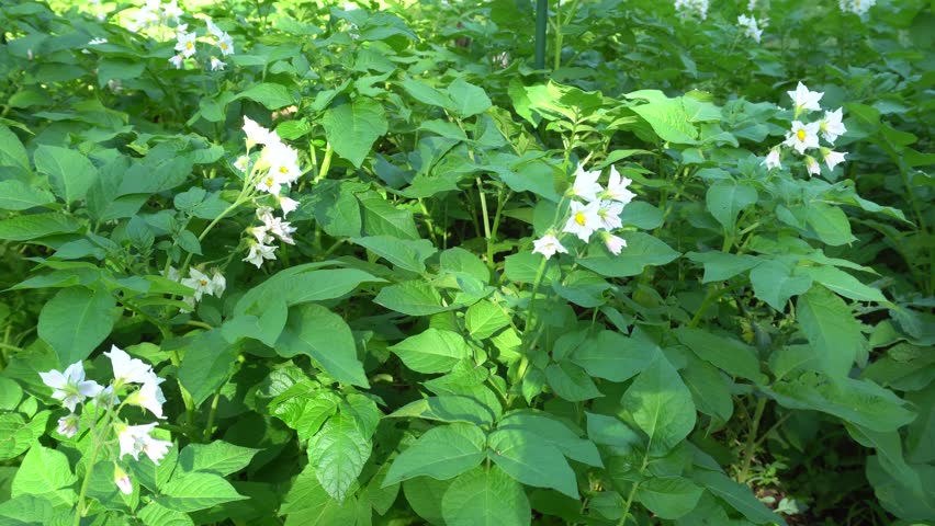 Potato Flowering Plants moved by a Breeze
