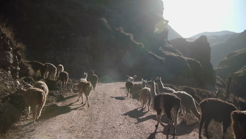 Alpacas walking on road in Peru