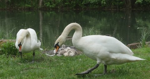 Two adult swans feeding in grassy area. Nest with cygnets, baby swans  behind them. Pond water in background.