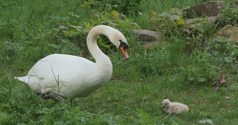 Mother swan foraging in grass, one cygnet baby swan sites nearby her in grass.
