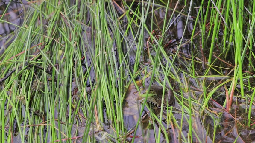 frog in grassy wetlands hops away